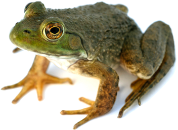 Frog 2 Transparent PNG Image
