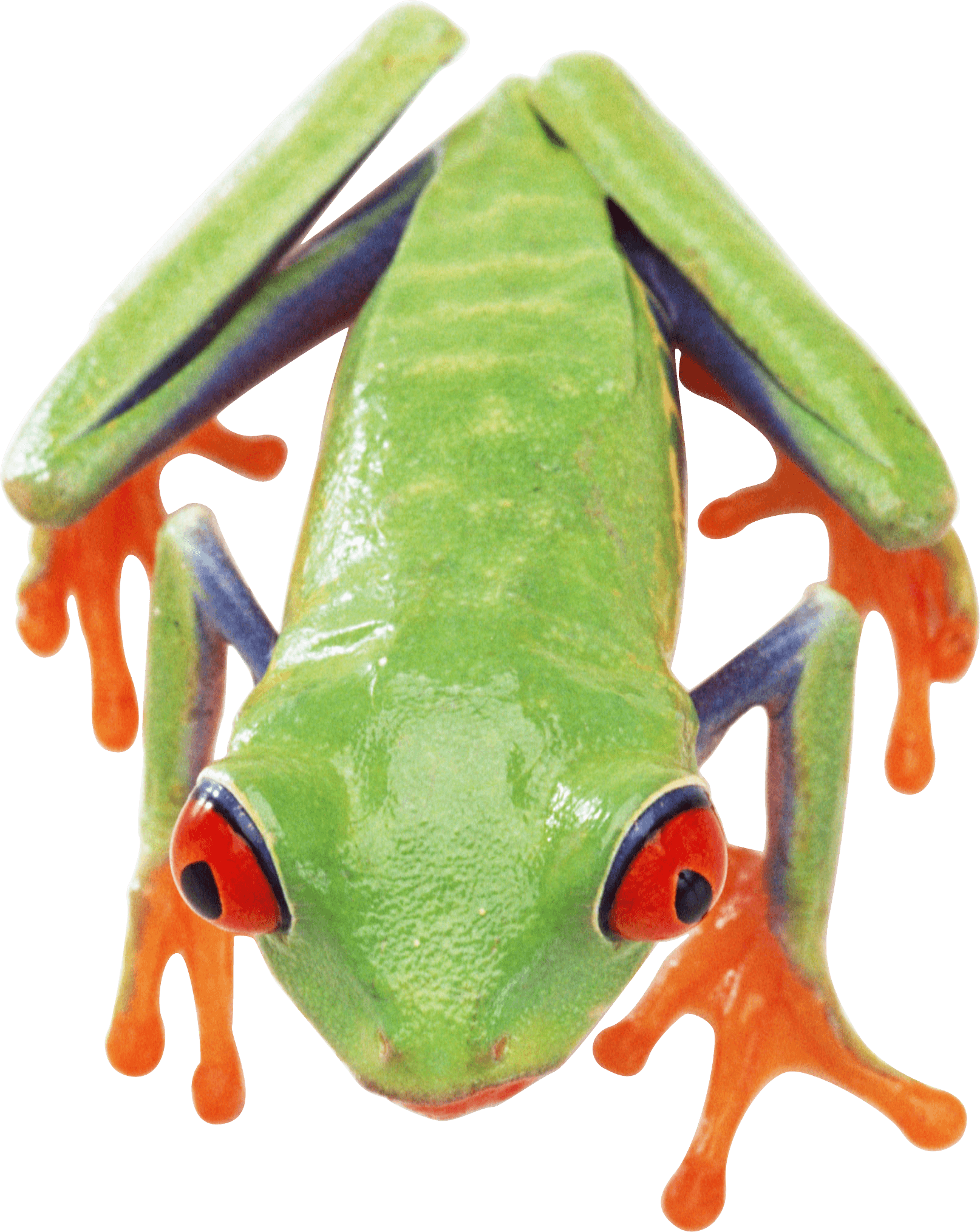 Frog Transparent PNG Image