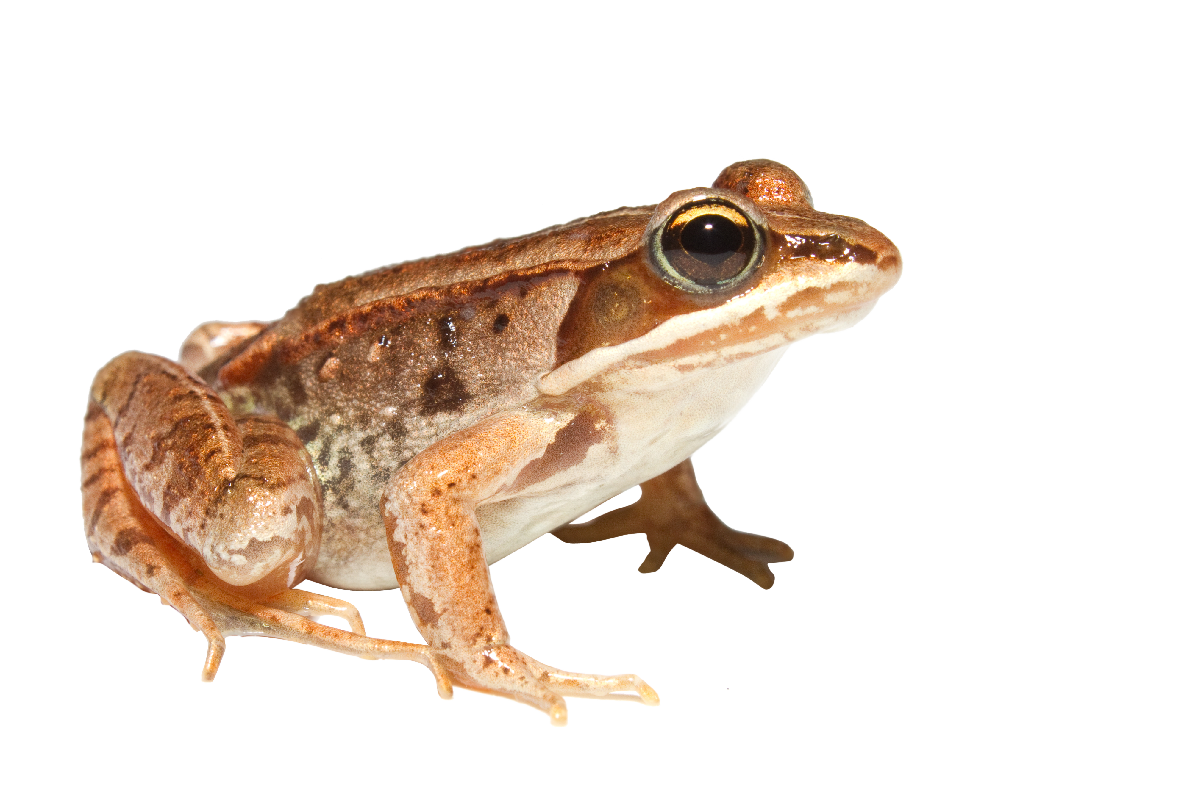 Frog 5 Transparent PNG Image