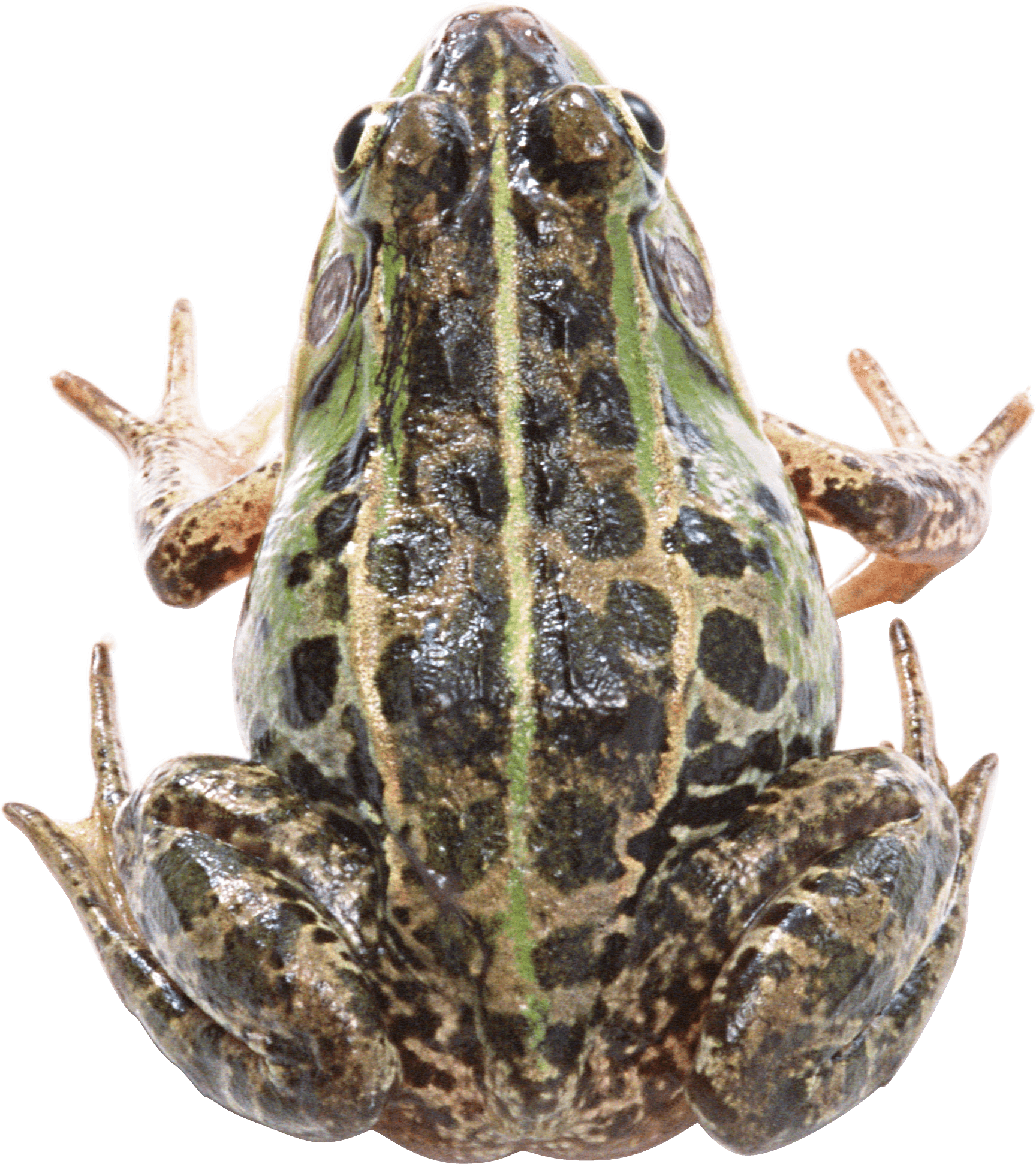 Frog Transparent PNG Image