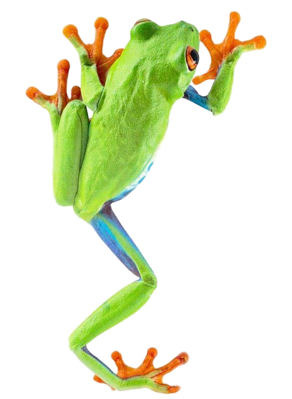 Frog 4 Transparent PNG Image