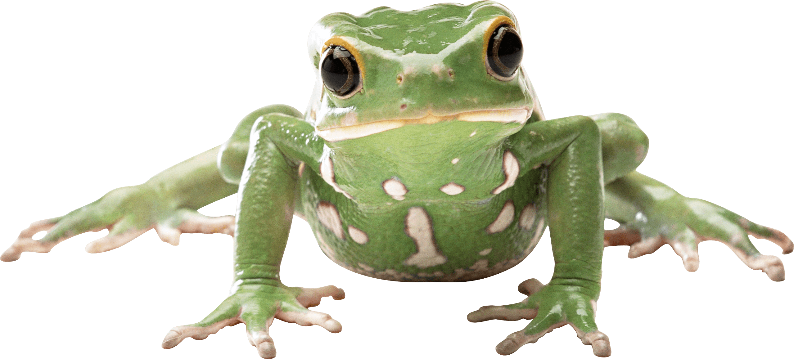 Frog Transparent PNG Image