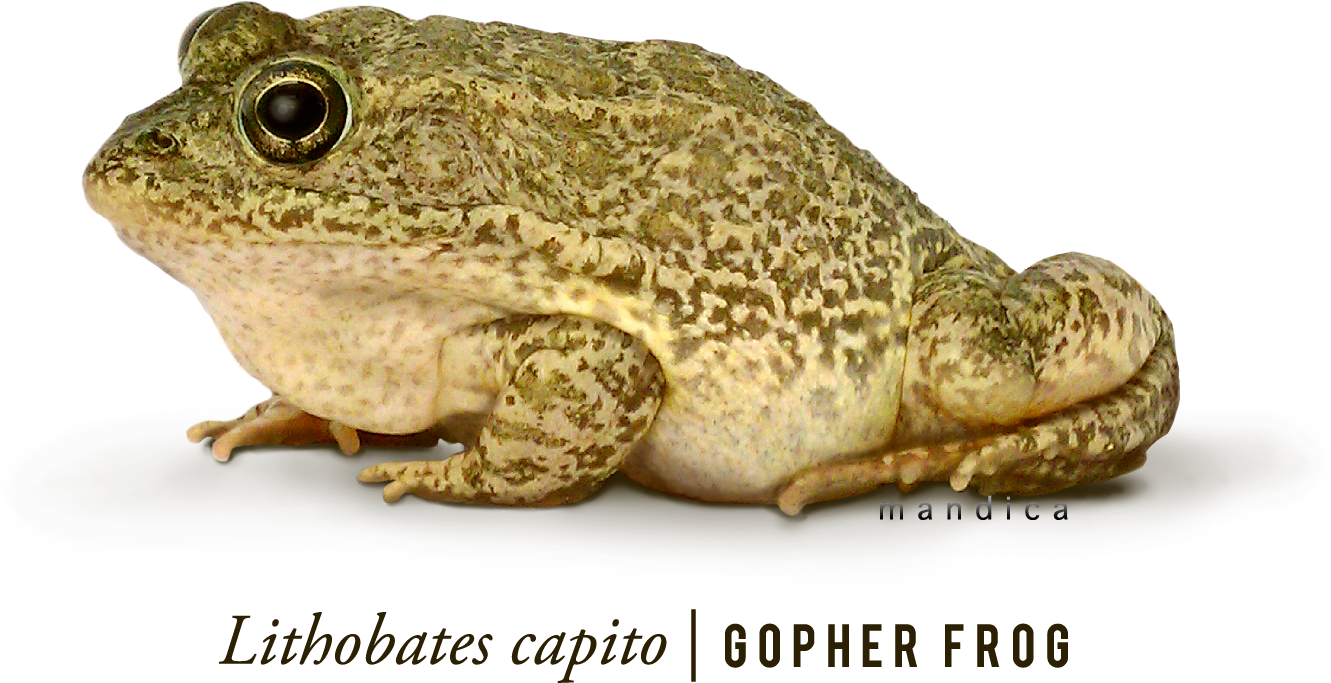 Frog 7 Transparent PNG Image
