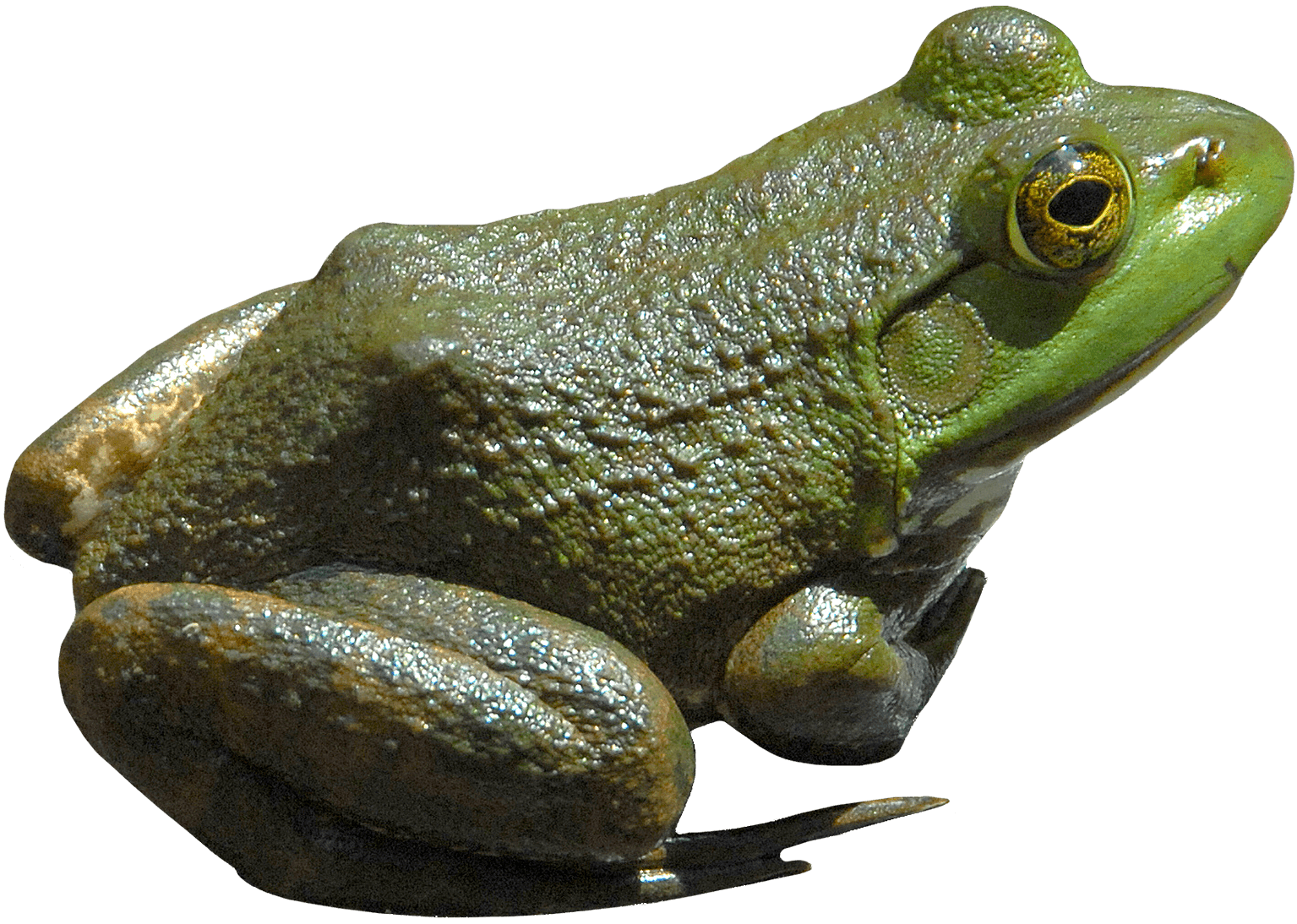 Green Frog Transparent PNG Image