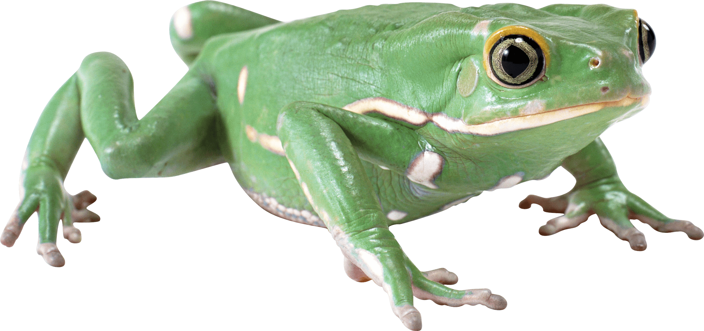 Frog Transparent PNG Image