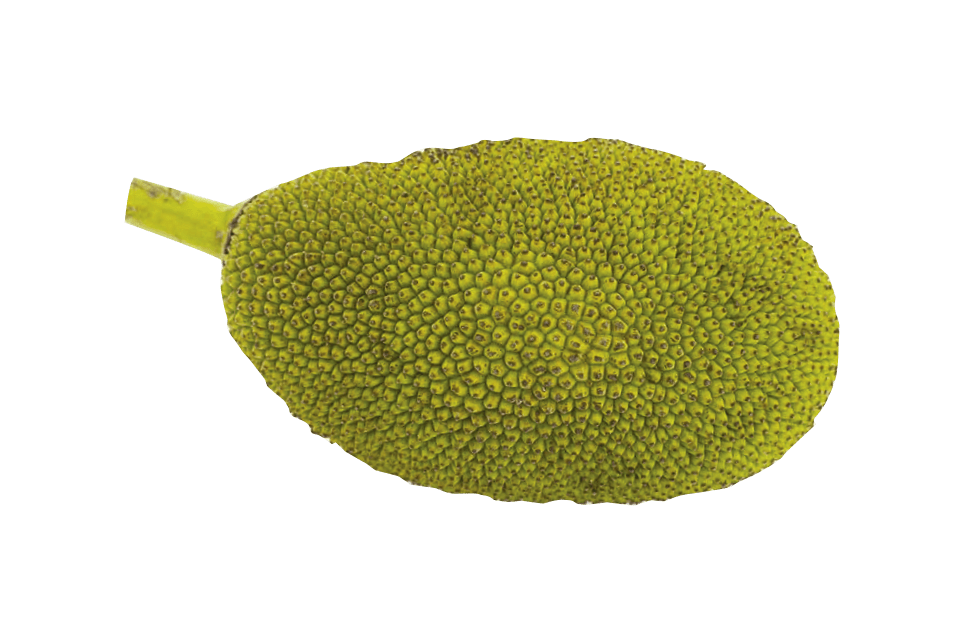 Jackfruit Transparent PNG Image