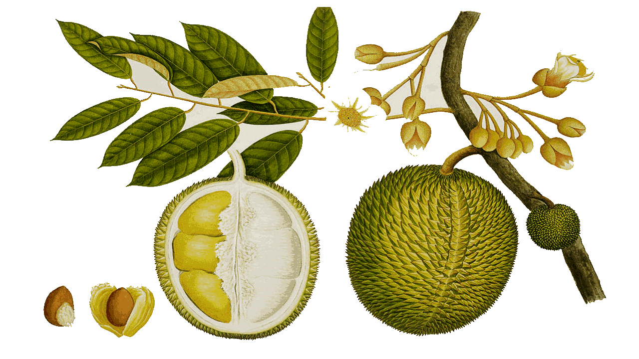 Jackfruit Transparent PNG Image