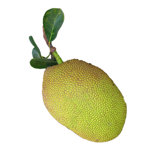 Jackfruit Transparent PNG Image