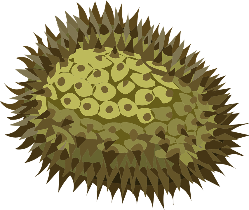 Jackfruit Transparent PNG Image