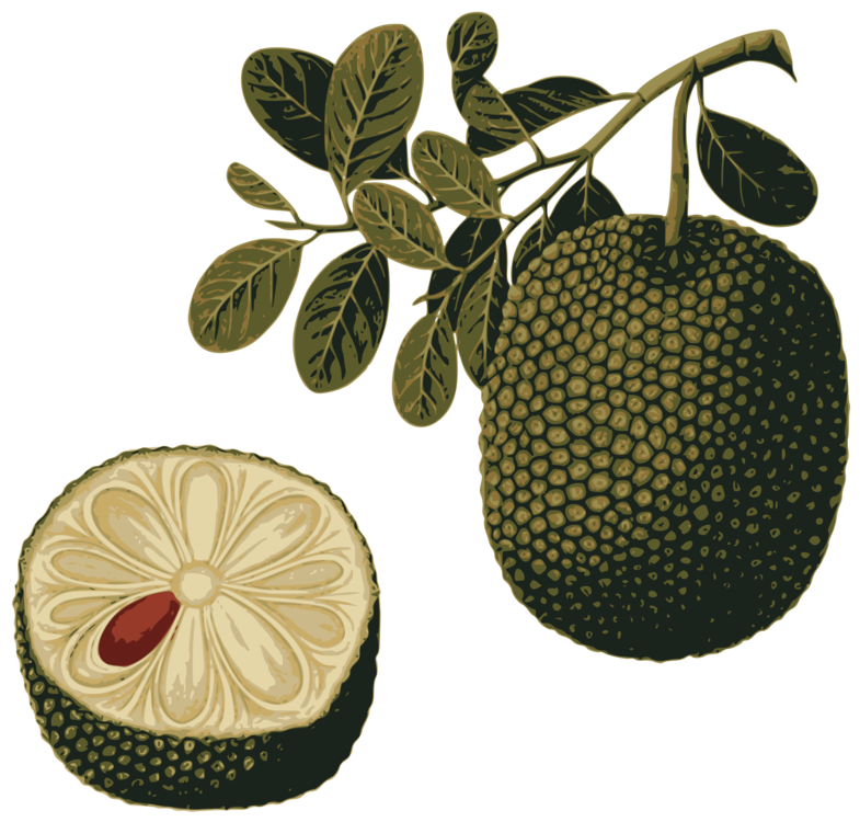 Jackfruit Transparent PNG Image