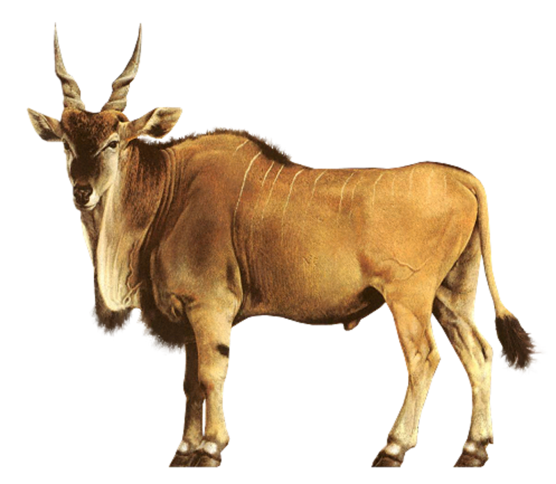 Wildlife Antelope Eland Africa Common Transparent PNG Image