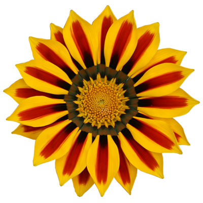Gazania Transparent PNG Image