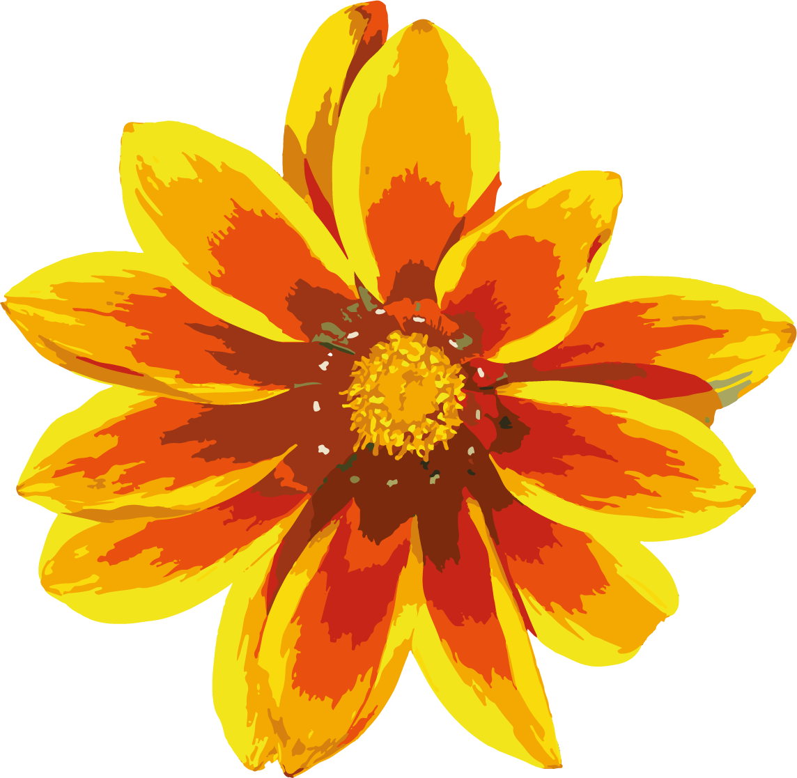 Gazania Transparent PNG Image
