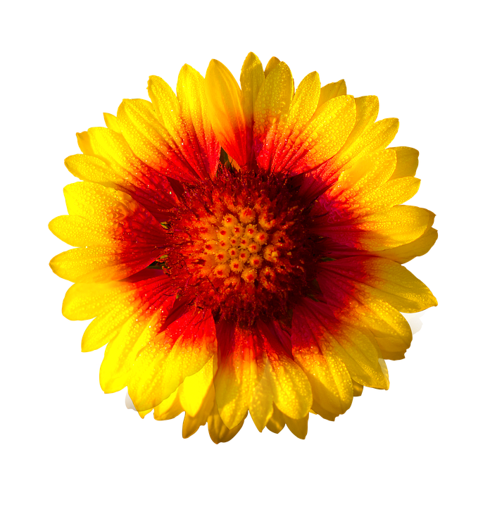 Gazania Transparent PNG Image