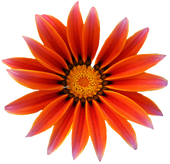 Gazania Transparent PNG Image