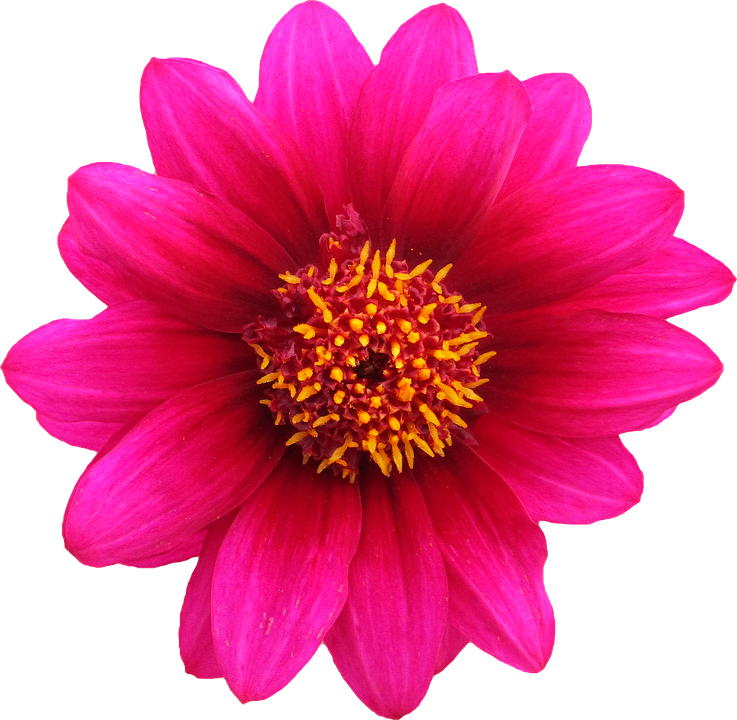 Gazania Background Transparent PNG Image