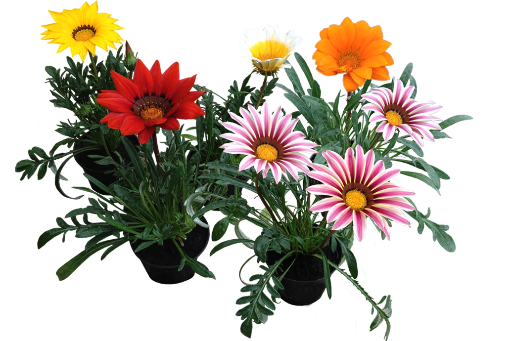 Gazania Transparent PNG Image