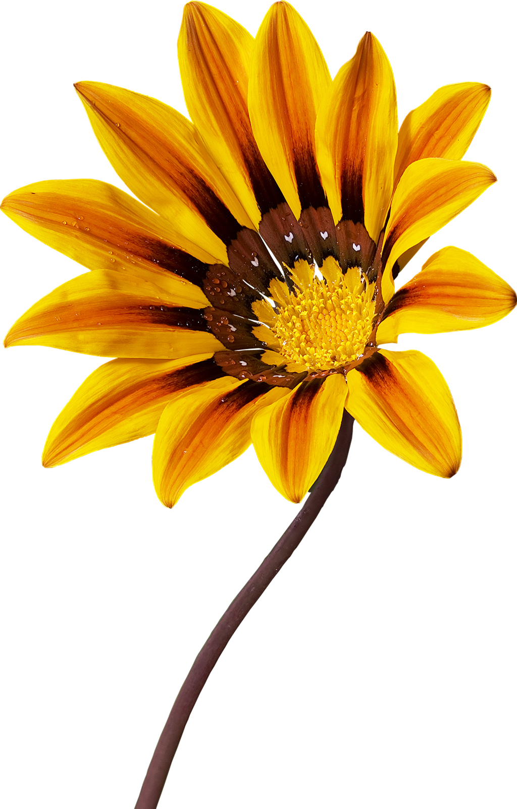 Gazania Transparent PNG Image