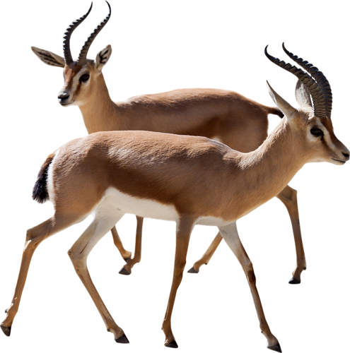 Gazelle Transparent PNG Image