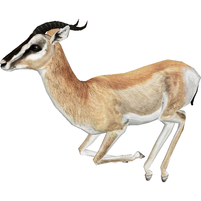 Gazelle Transparent PNG Image