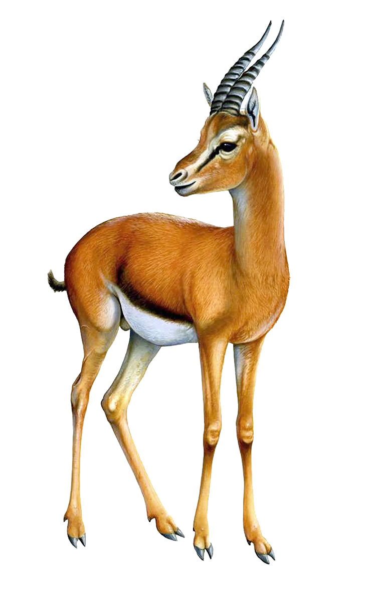 Gazelle Transparent PNG Image