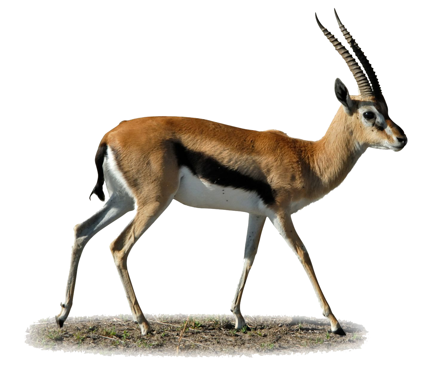 Gazelle Transparent PNG Image