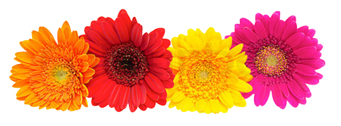 Gerbera Transparent PNG Image