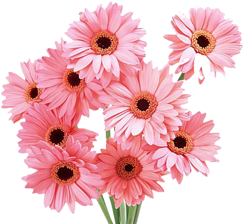 Gerbera Transparent PNG Image