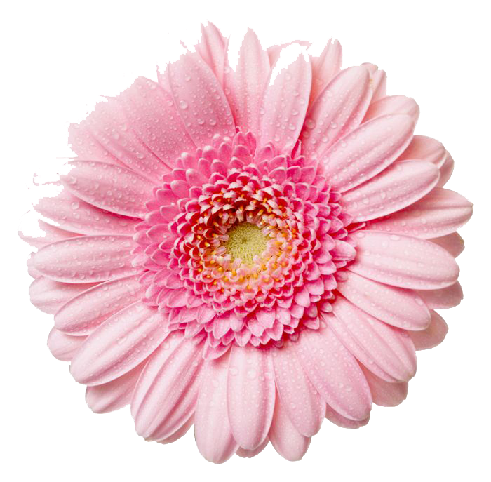 Gerbera Transparent PNG Image