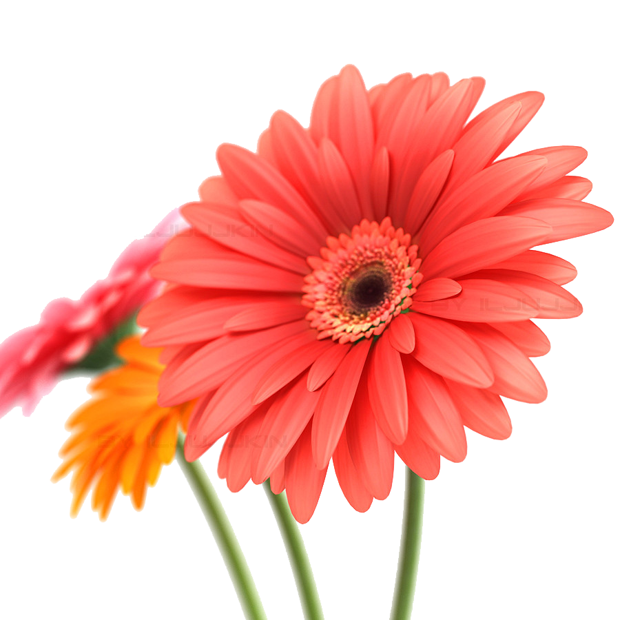 Gerbera Transparent PNG Image