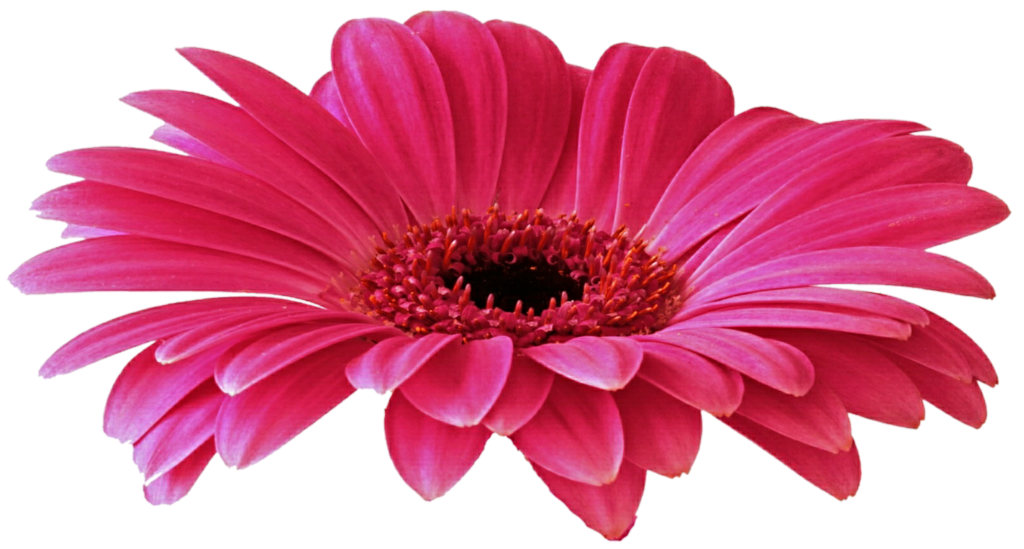 Gerbera Transparent PNG Image