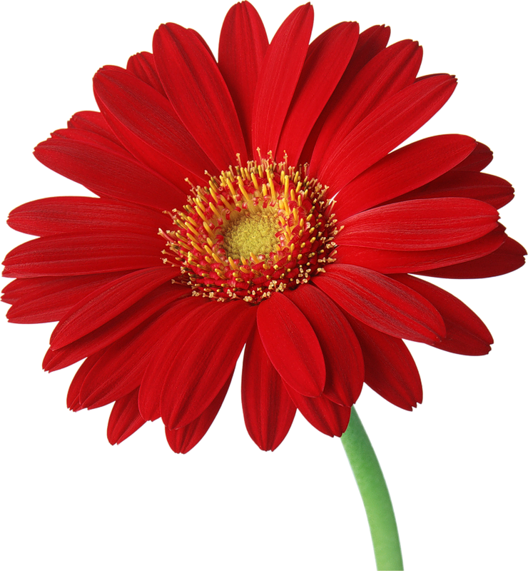 Gerbera Background Transparent PNG Image