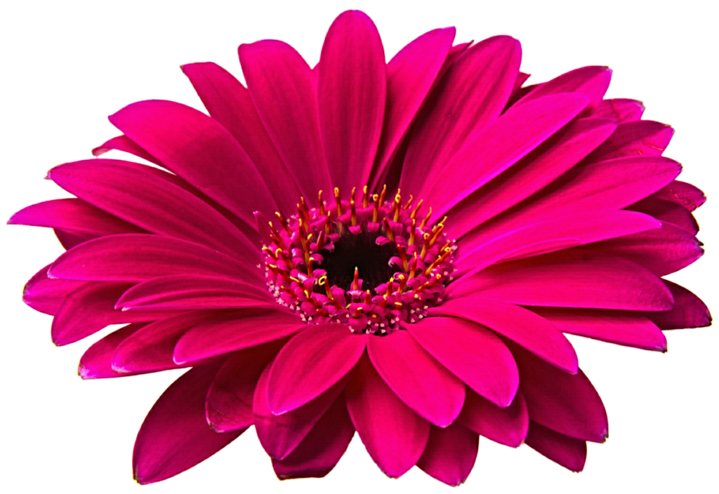 Gerbera Transparent PNG Image