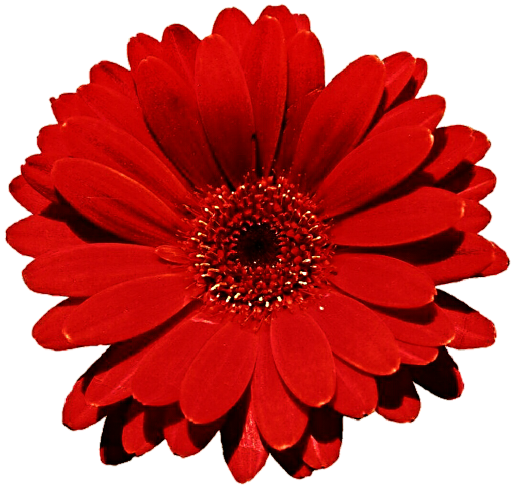 Gerbera Transparent PNG Image