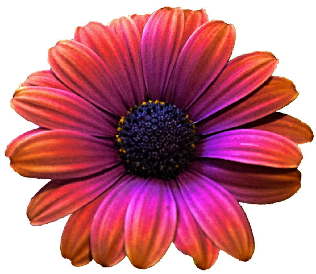 Gerbera Transparent PNG Image