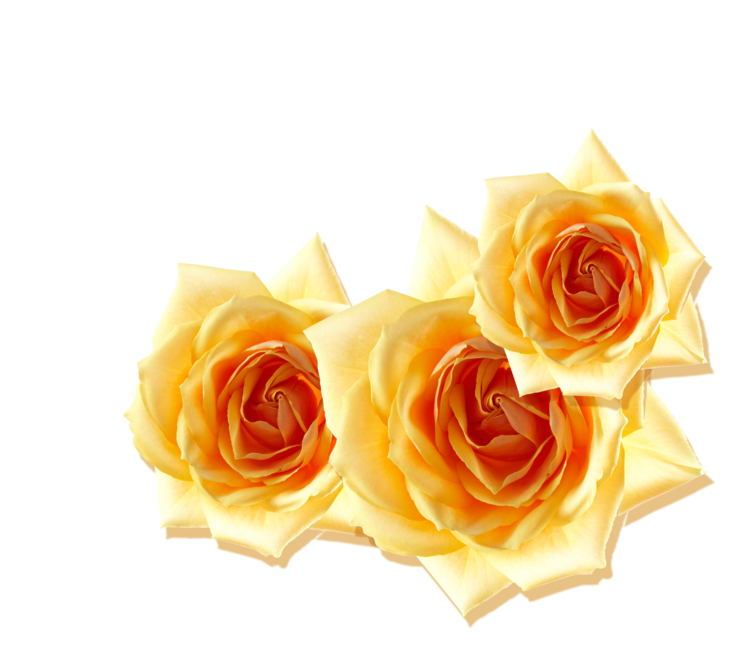 Birthday Flower Design Anniversary Gift Transparent PNG Image