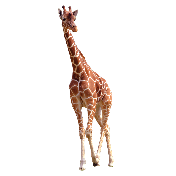 Giraffe African Transparent PNG Image