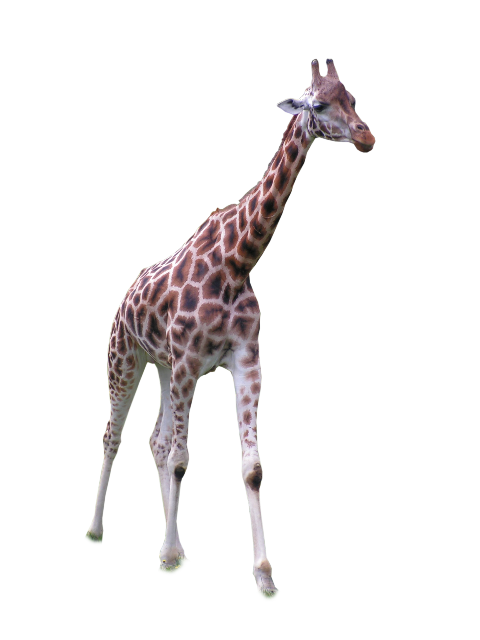 Giraffe African File Transparent PNG Image