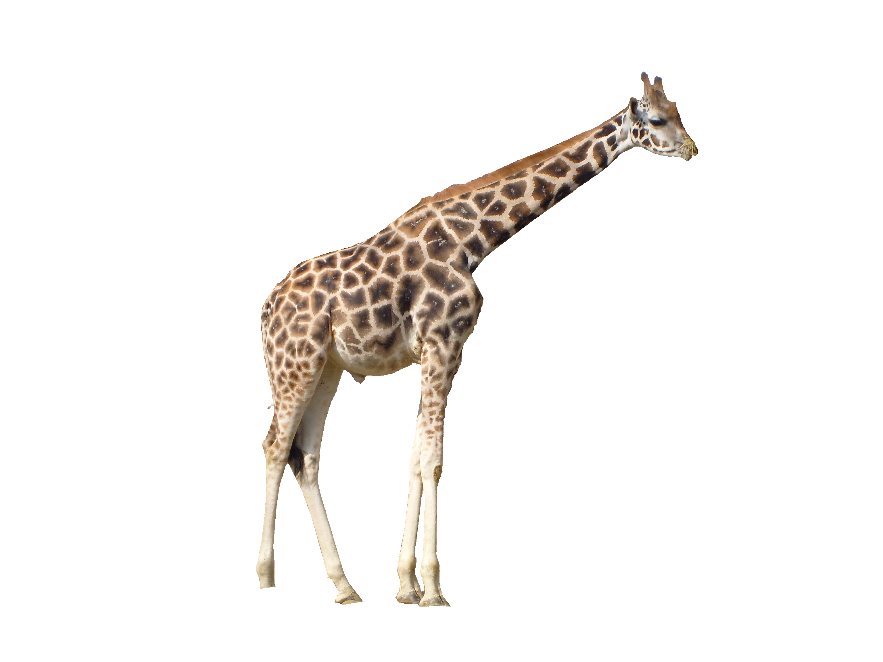 Giraffe African Transparent PNG Image