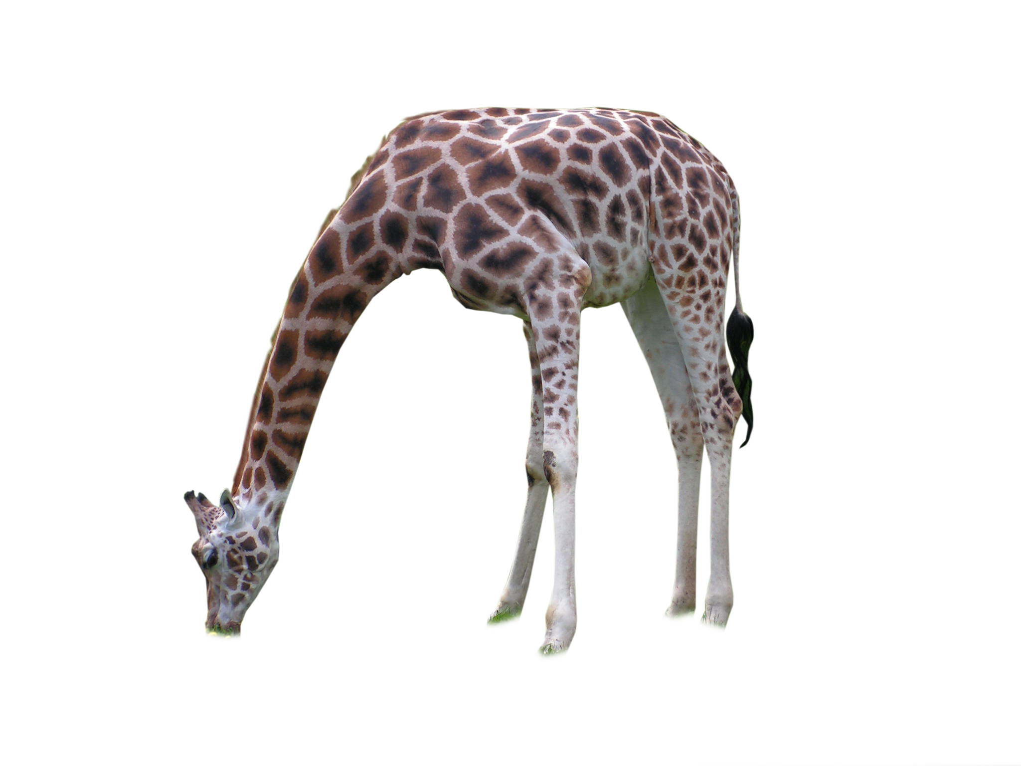 Giraffe African Transparent PNG Image