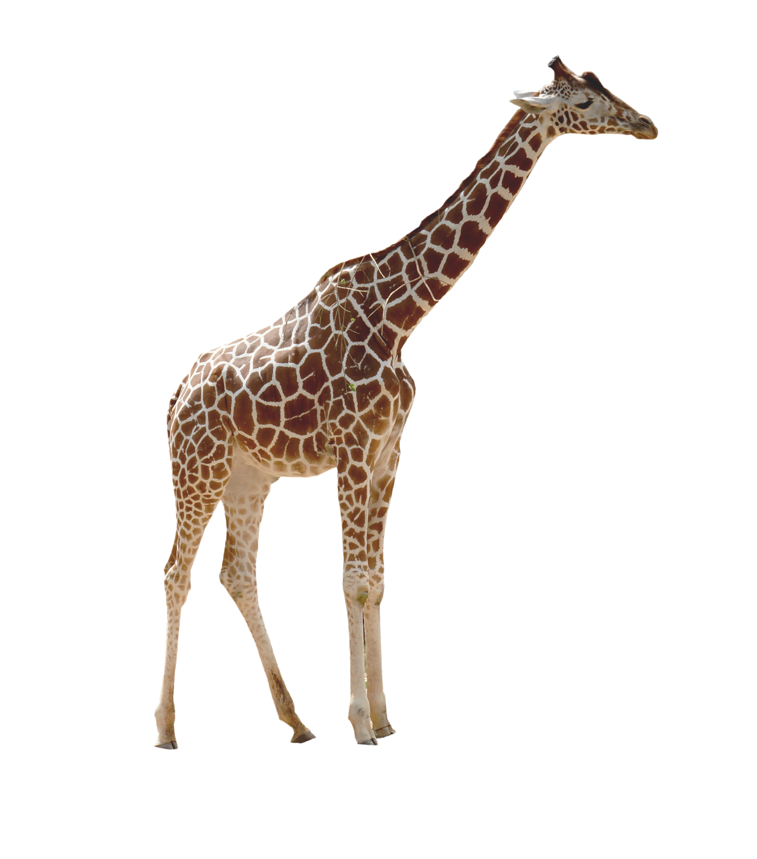 Giraffe African Transparent PNG Image