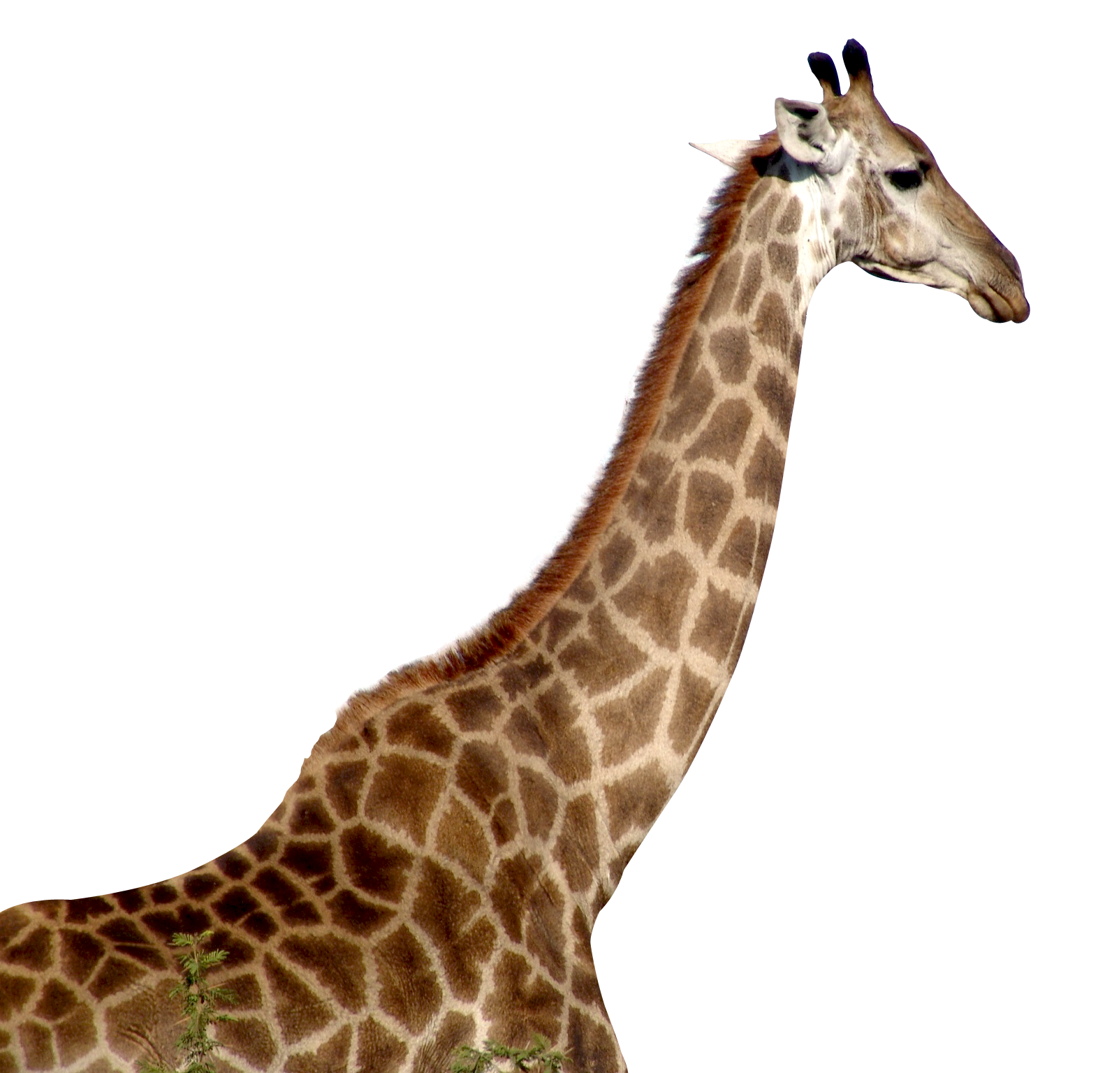 Giraffe African Transparent PNG Image