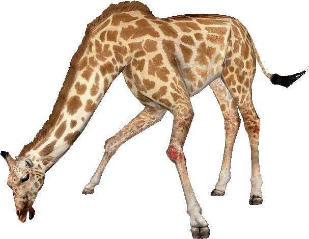 Giraffe File Transparent PNG Image