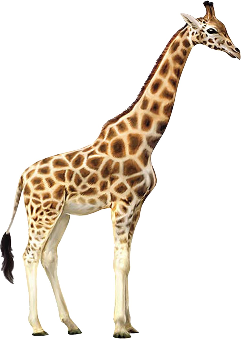Giraffe Transparent PNG Image