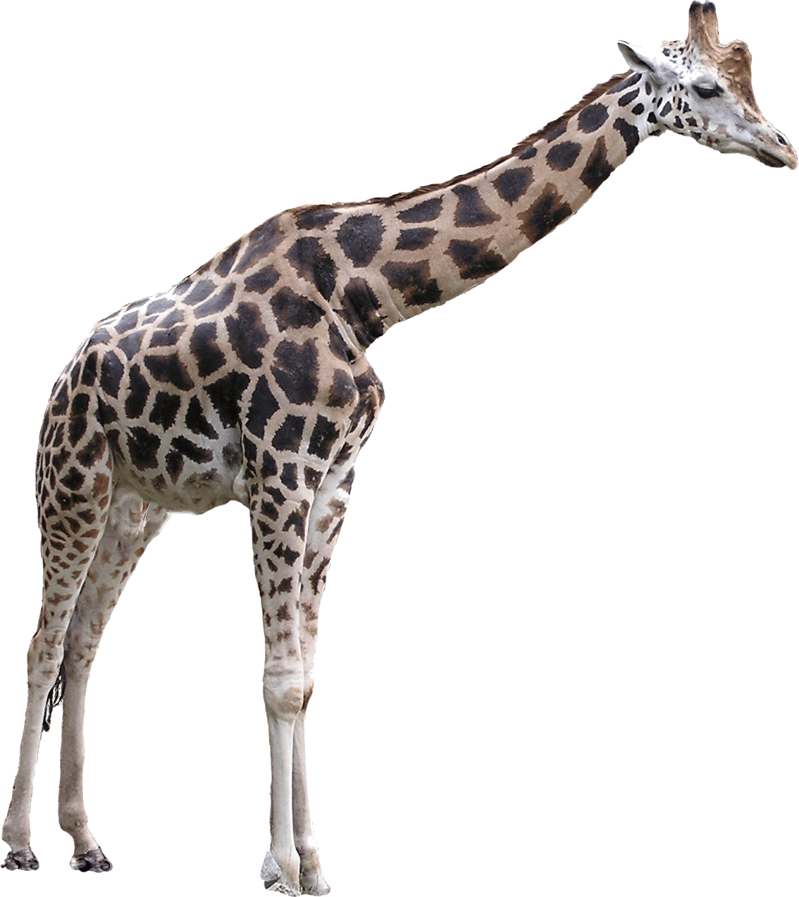 Giraffe Transparent PNG Image
