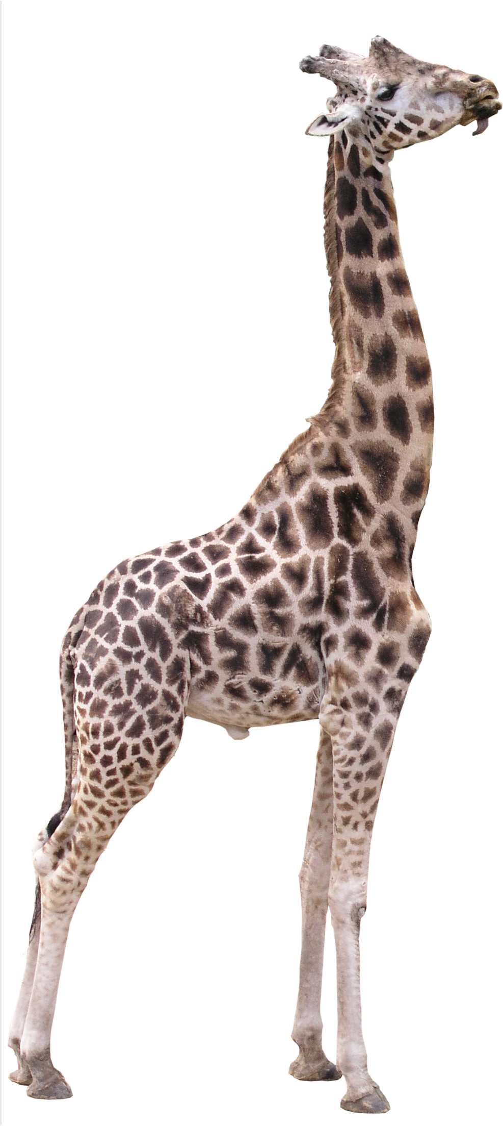 Giraffe Transparent PNG Image