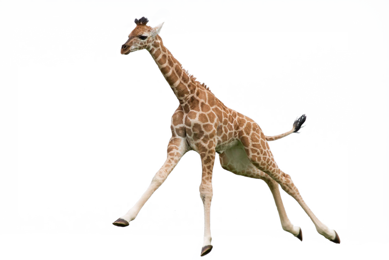 Giraffe File Transparent PNG Image
