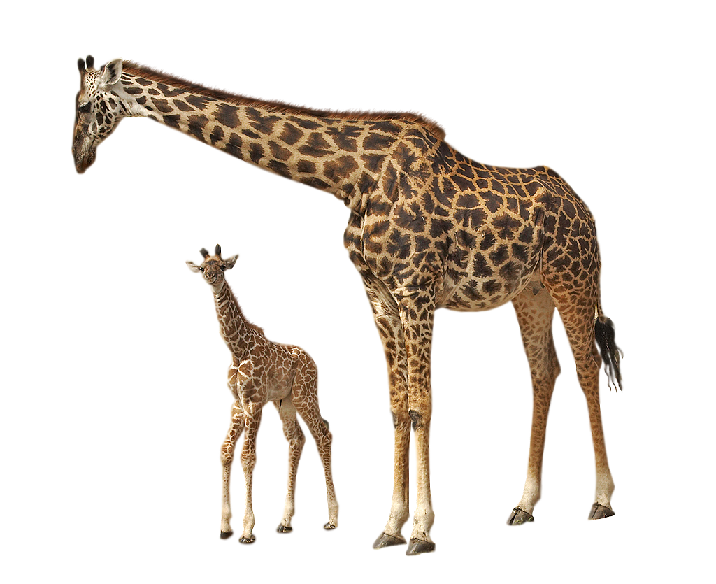 Giraffe Transparent PNG Image