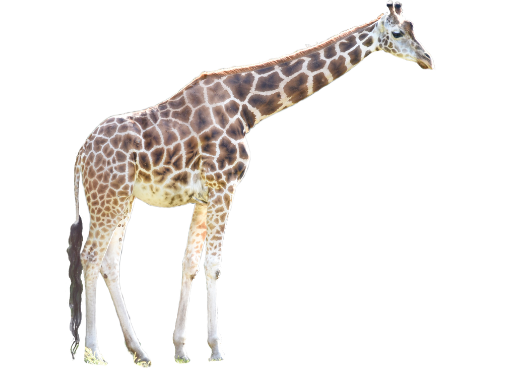 Giraffe Transparent PNG Image