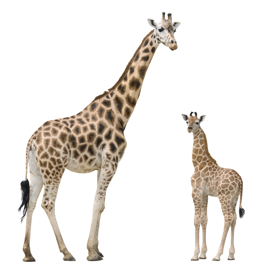 Giraffe Transparent PNG Image